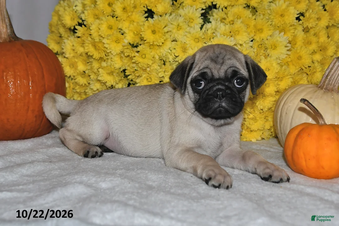 Pug dogs for sale: Scott - Ad 2
