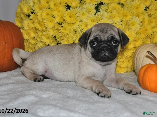 Pug dogs for sale: Scott - Ad 2