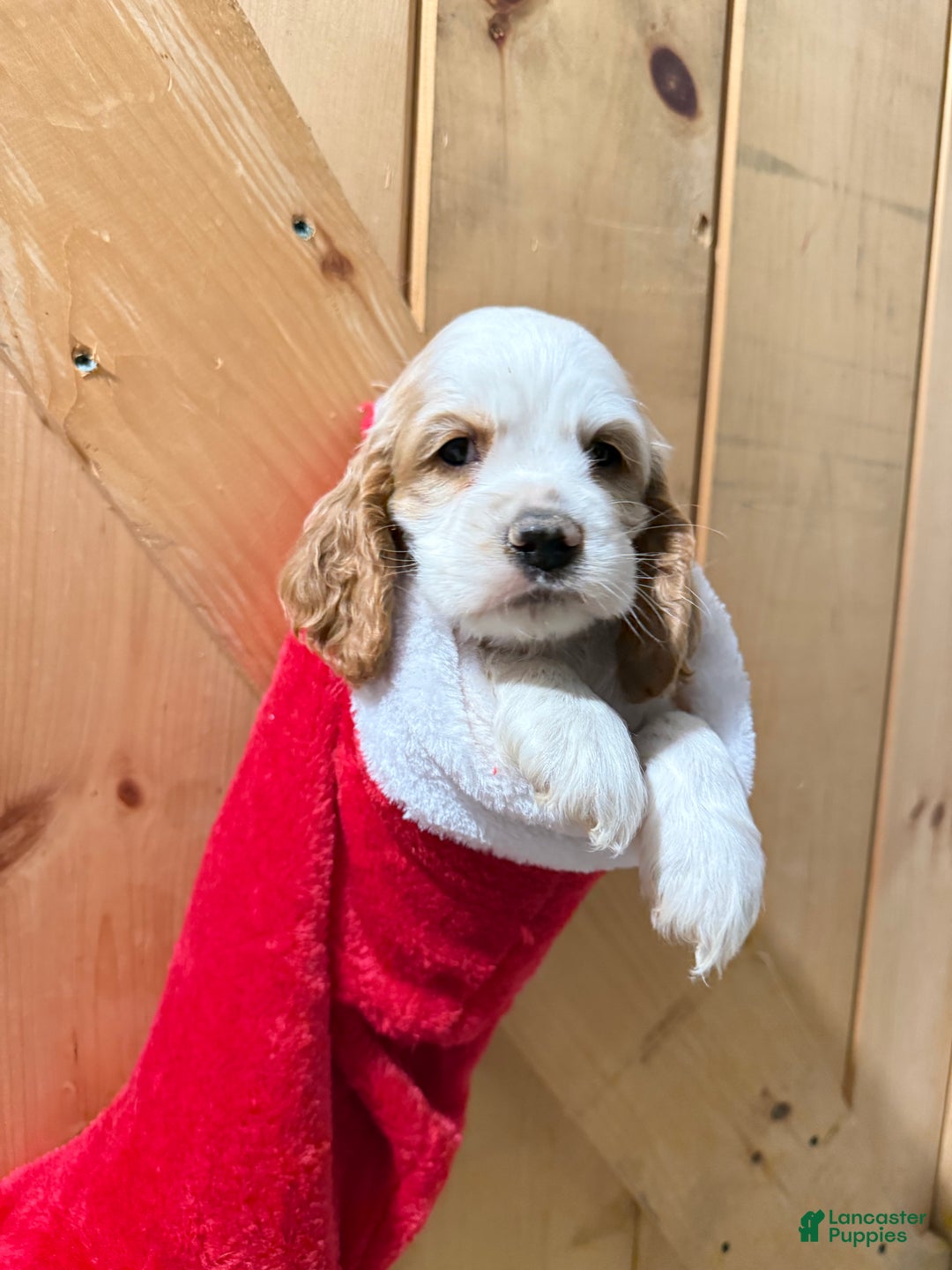 Cocker Spaniel dogs for sale: Doodle - Ad 4