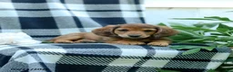 Miniature Dachshund dogs for sale: Cassidy - Ad 3