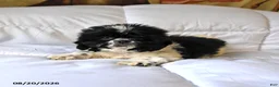 Shih Tzu dogs for sale: Max - Ad 3