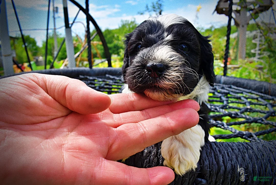 Havapoo dogs for sale: Savvy - Ad 2