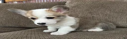 Welsh Corgi Pembroke dogs for sale: Cali  - Ad 2