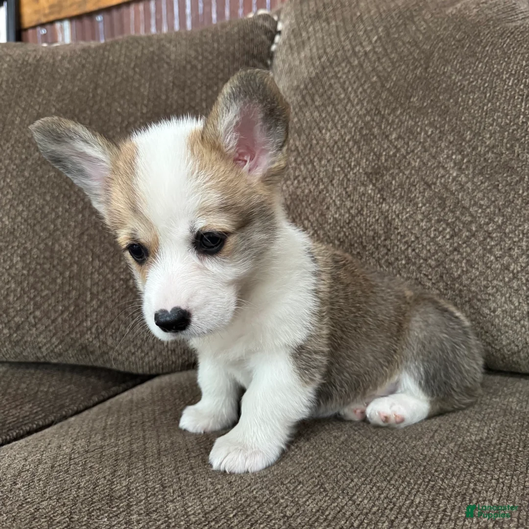Welsh Corgi Pembroke dogs for sale: Cali  - Ad 2