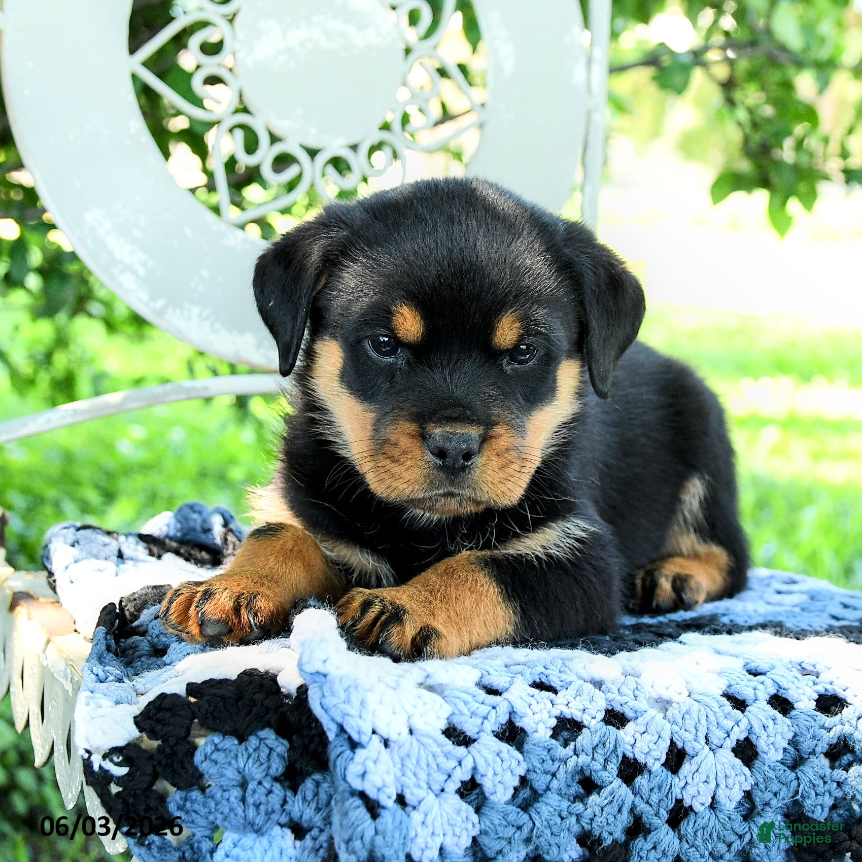 Rottweiler dogs Journey - Ad 2