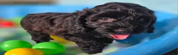 Cockapoo dogs for sale: Tinkerbell - Ad 5