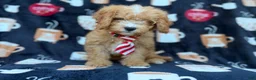 Cavapoo dogs for sale: Milo  - Ad 5