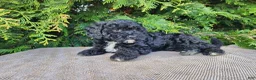 Mini Bernedoodle dogs for sale: Brock - Ad 19