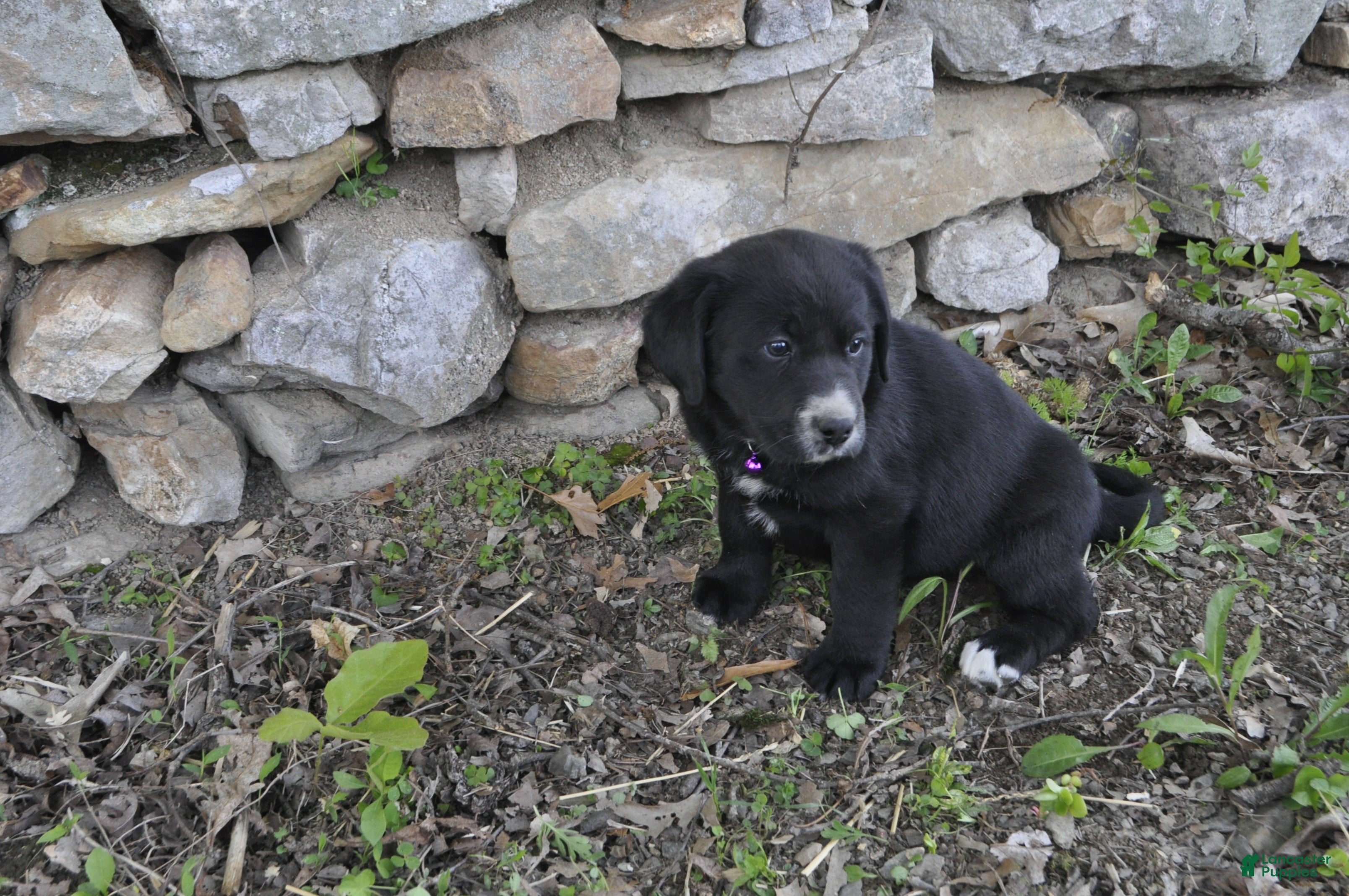 Mixed Breed dogs for sale: Blossom - Ad 4