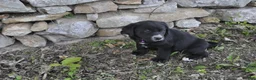 Mixed Breed dogs for sale: Blossom - Ad 1