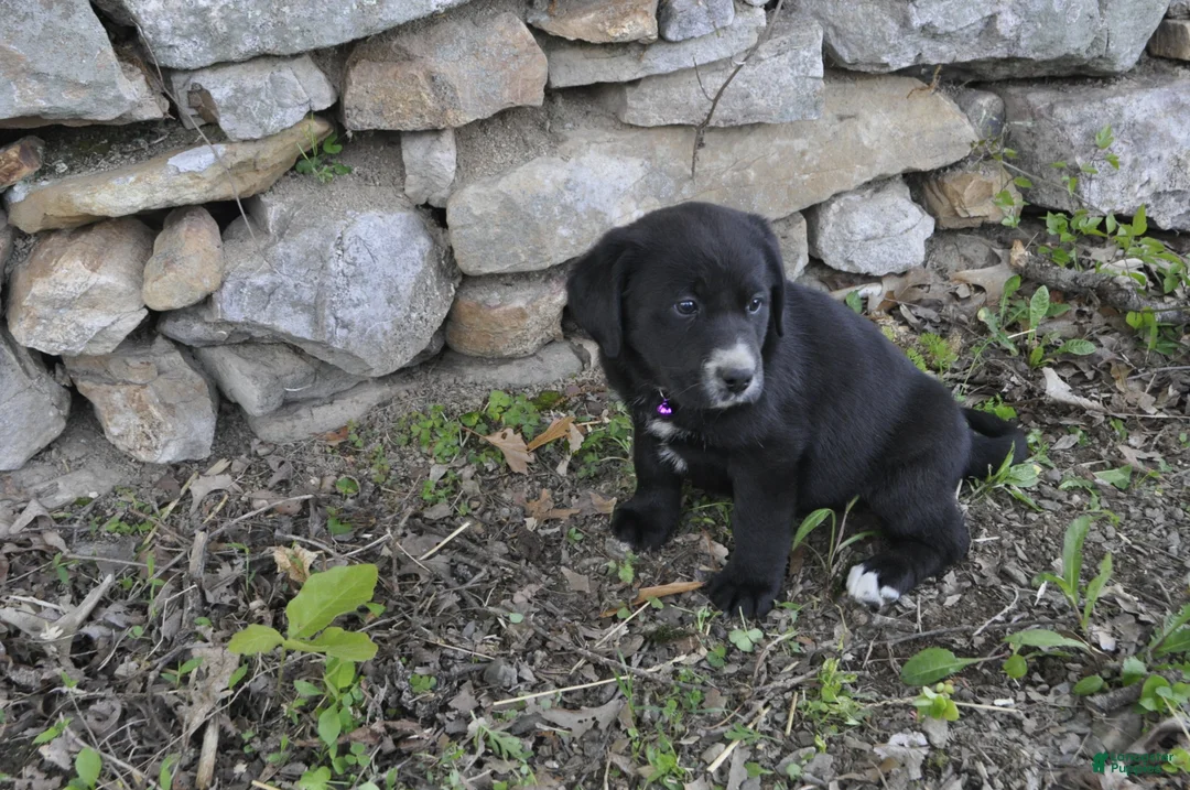 Mixed Breed dogs for sale: Blossom - Ad 1