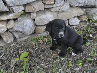Mixed Breed dogs for sale: Blossom - Ad 4