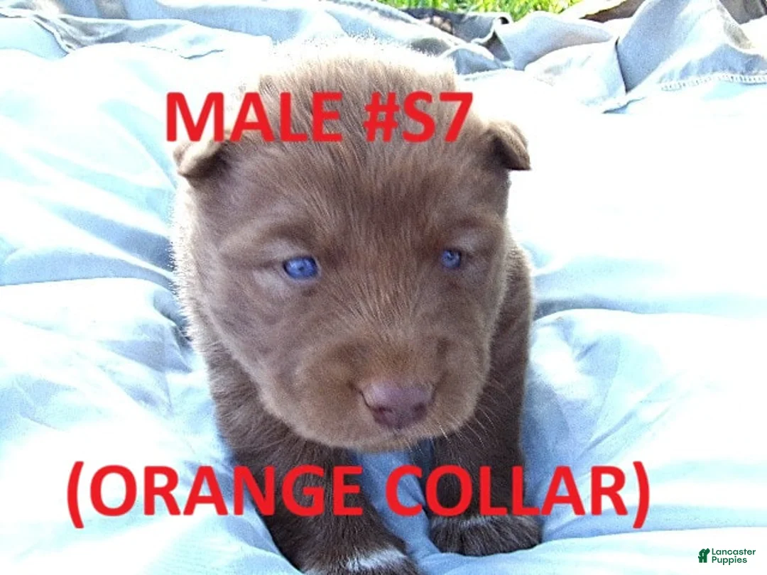 Siberian Husky dogs for sale: Orange Collar - Ad 1