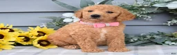 Standard Poodle dogs for sale: Roxanne - Ad 7