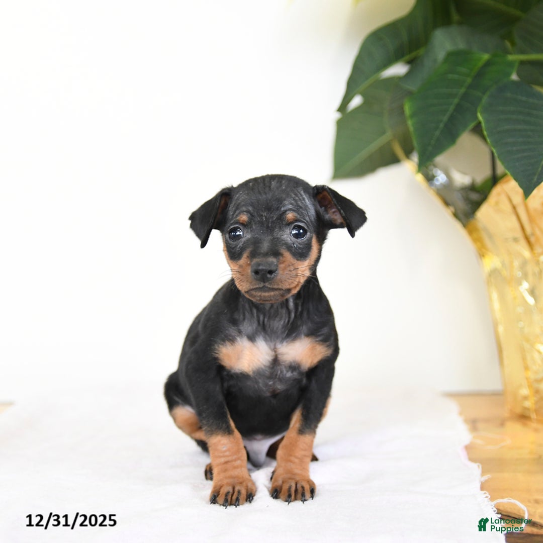 Miniature Pinscher dogs for sale: Lenny - Ad 3