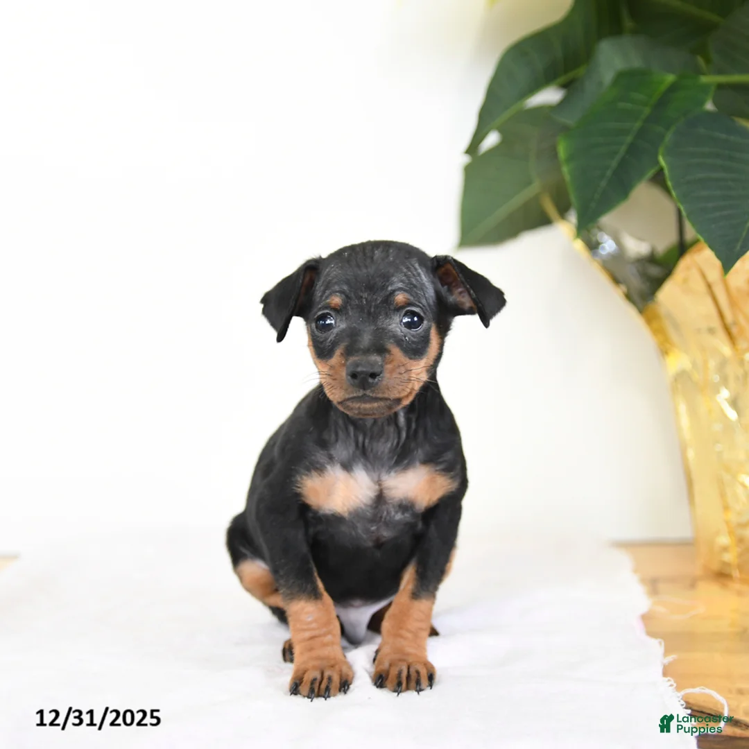 Miniature Pinscher dogs for sale: Lenny - Ad 3