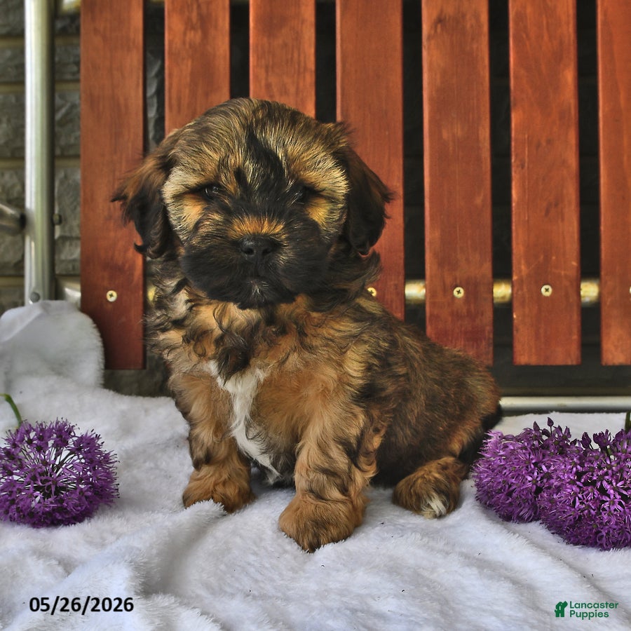Shihpoo dogs Charlie - Ad 1