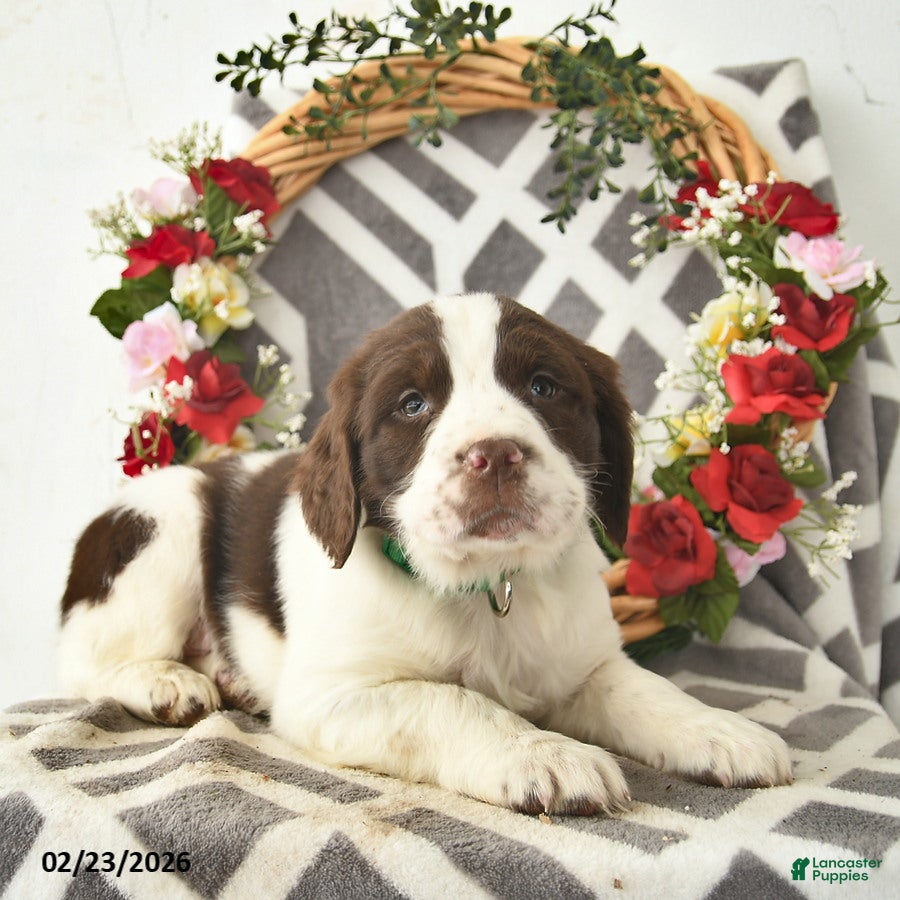 English Springer Spaniel dogs Dallas  - Ad 2