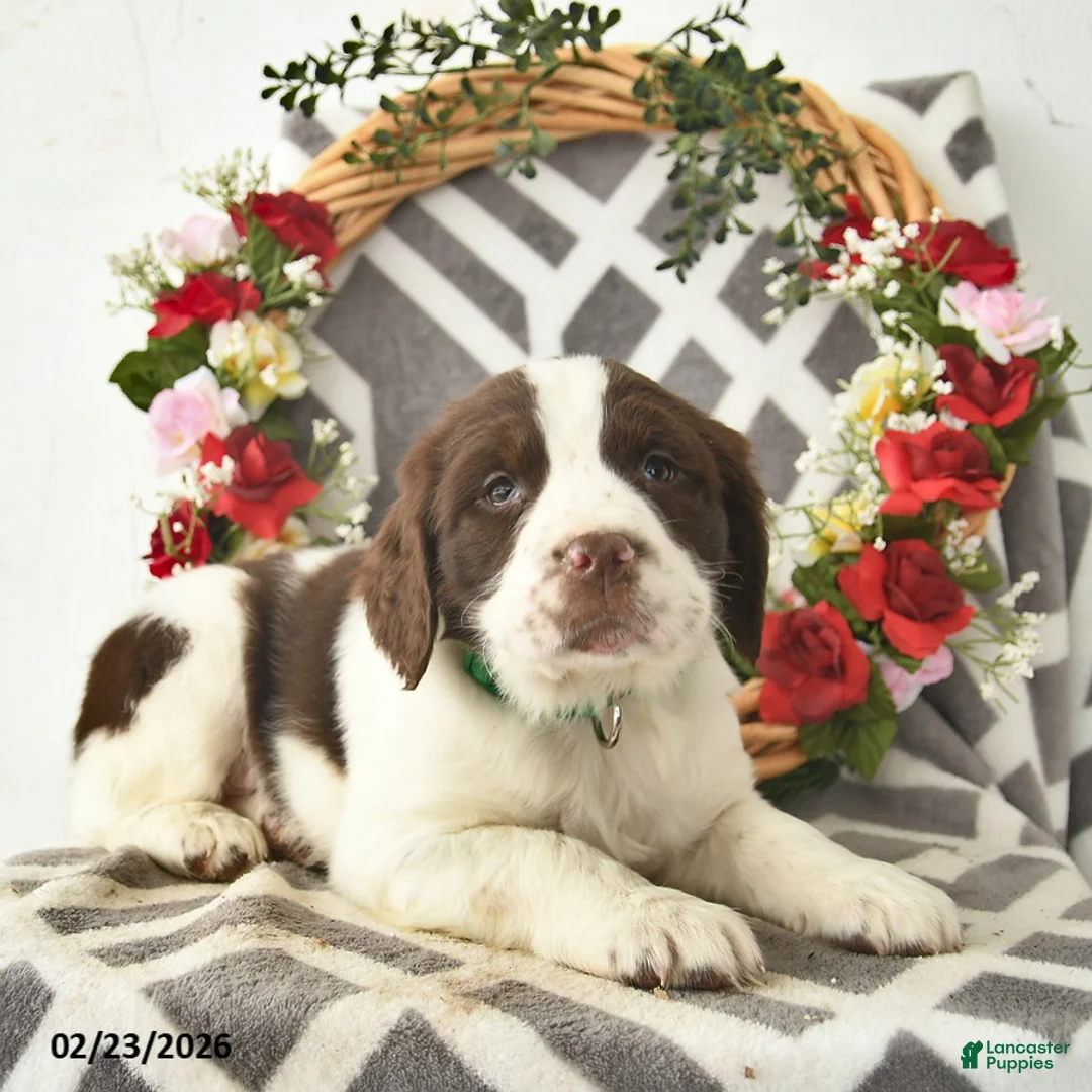 English Springer Spaniel dogs for sale: Dallas  - Ad 2