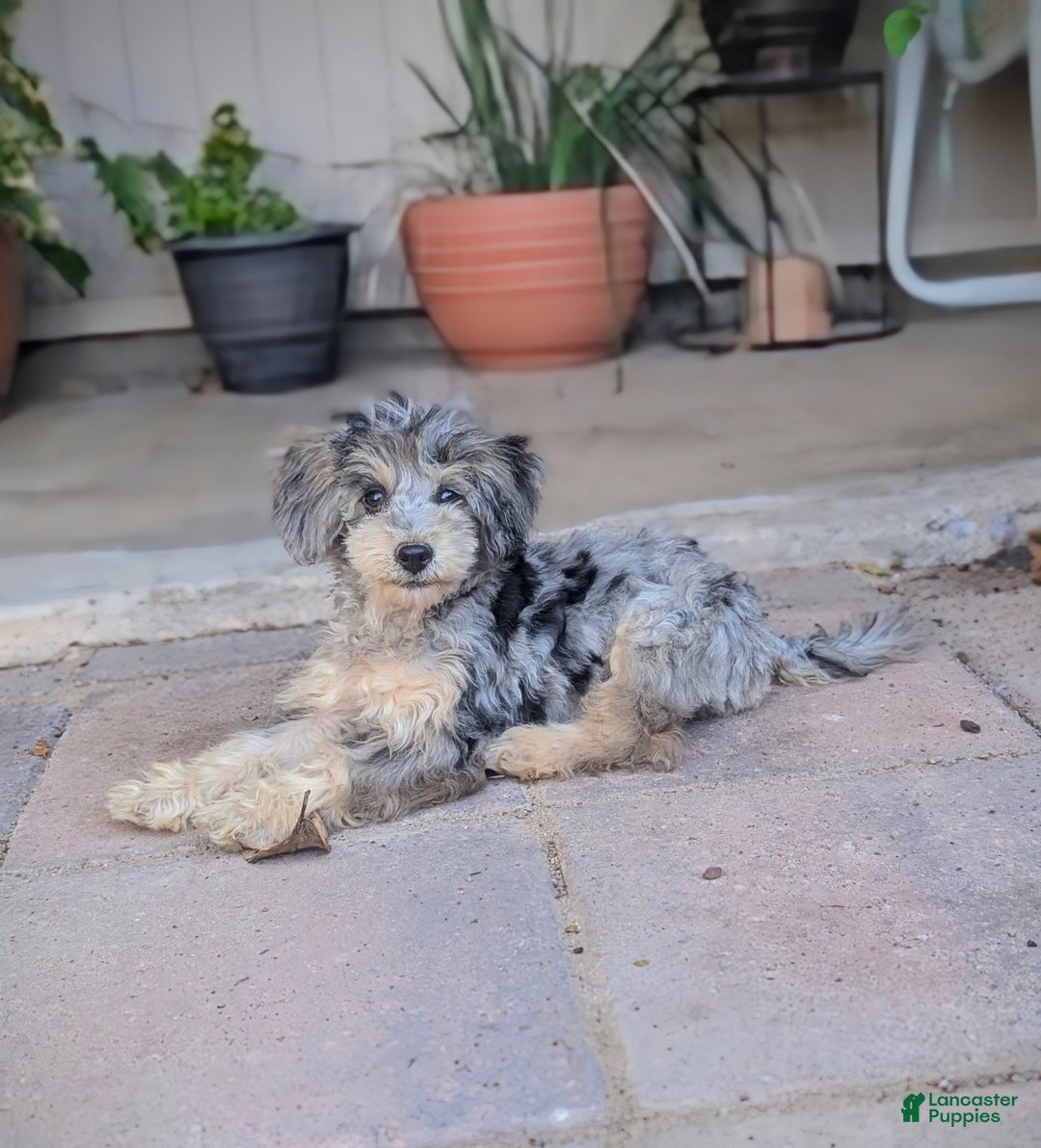 Miniature Poodle dogs for sale: June Bug - Ad 1