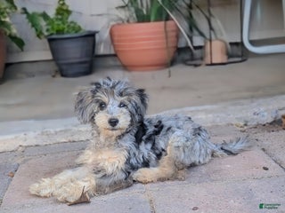 Miniature Poodle dogs June Bug - Ad 24