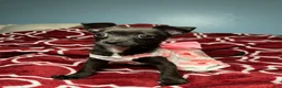 Chihuahua dogs for sale: 💞Chihuahua💞 - Ad 4