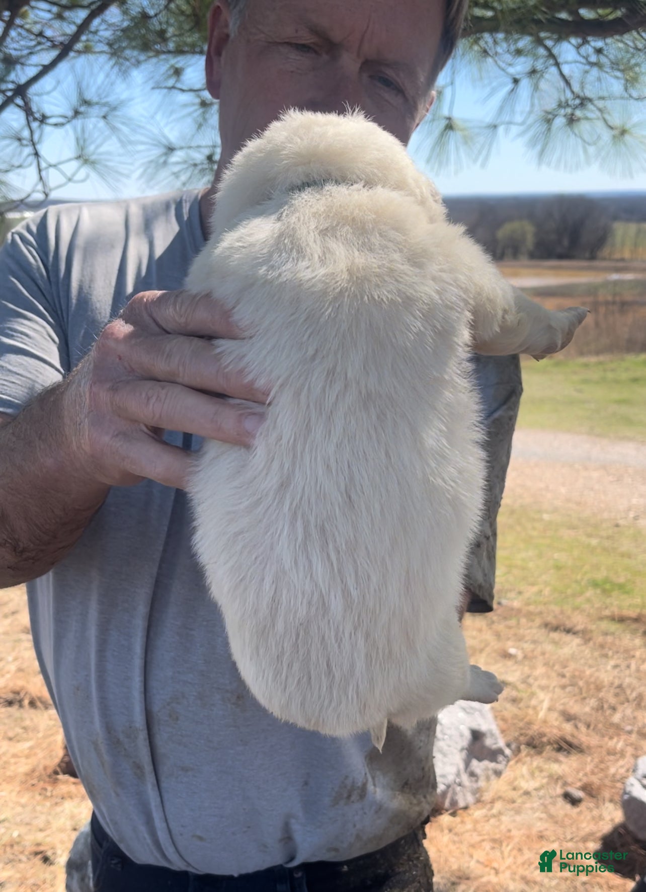 Mixed Breed dogs Mixed Breed Puppy 5 - Ad 2