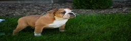 English Bulldog dogs for sale: Dream English Bulldog leash trained and crate training in progress - Ad 10