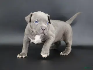 American Bully dogs Unity - Ad 9