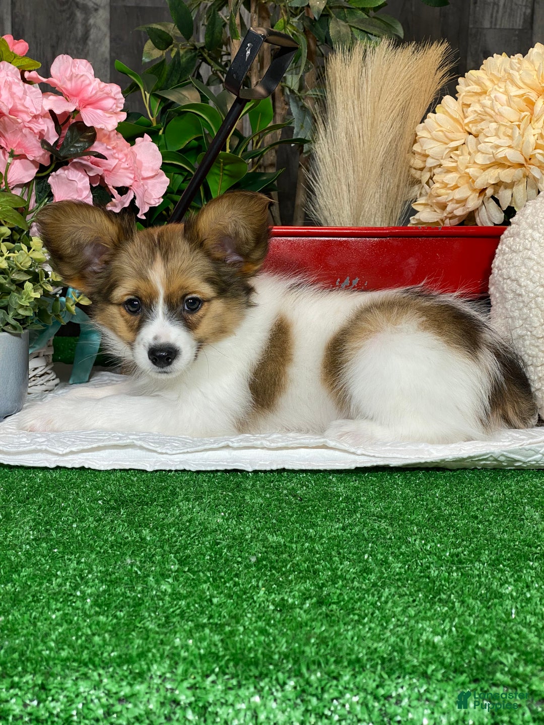 Papillon dogs for sale: Ricky  - Ad 2