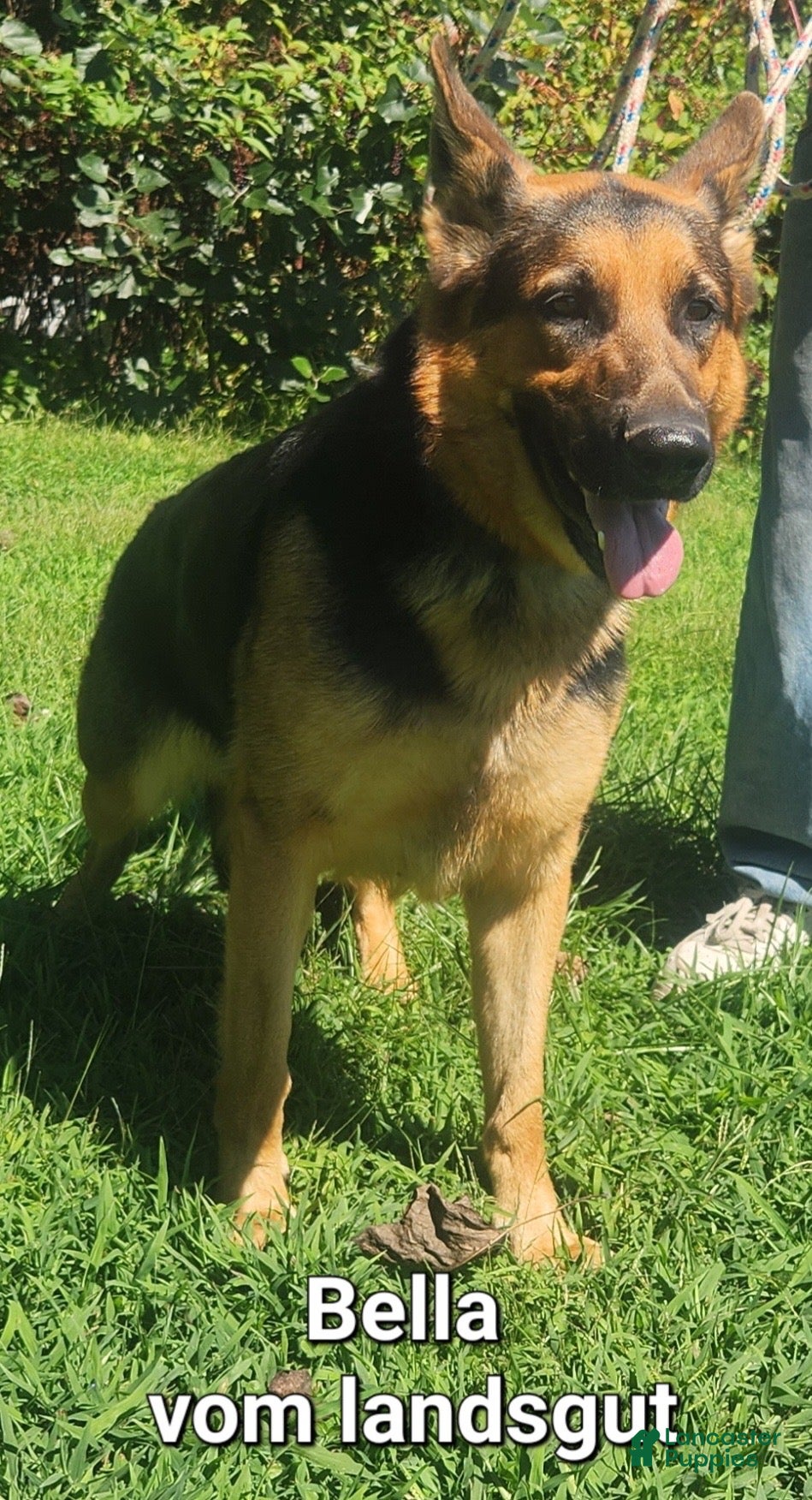 German Shepherd dogs Jennifer - Ad 2