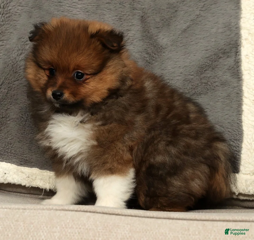 Pomeranian dogs for sale: Bella - Ad 2