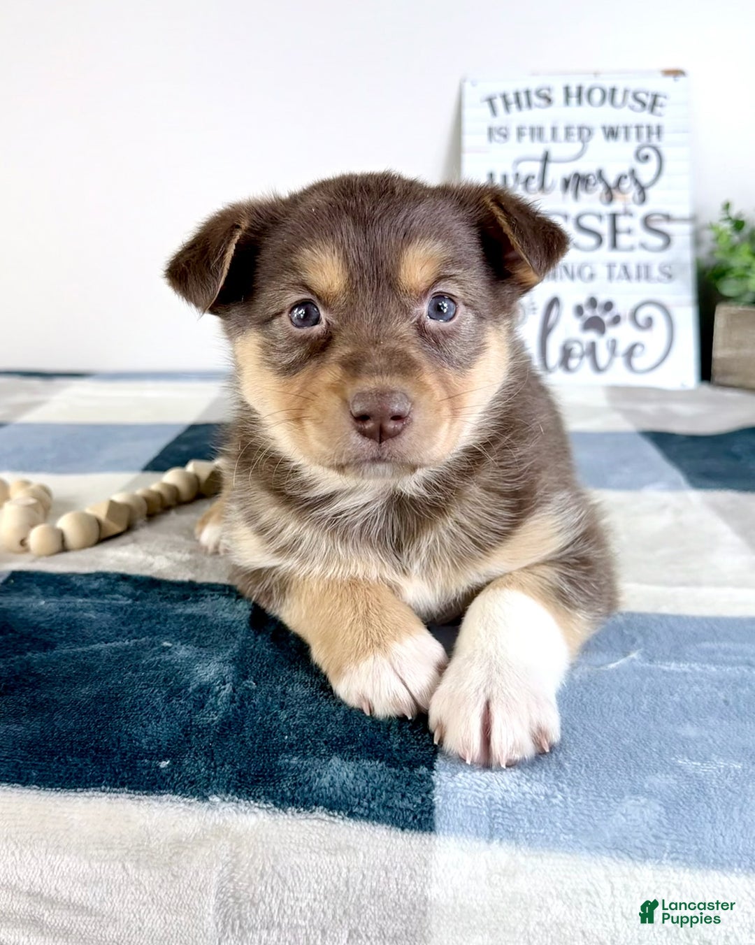 Mixed Breed dogs for sale: Paige  - Ad 4