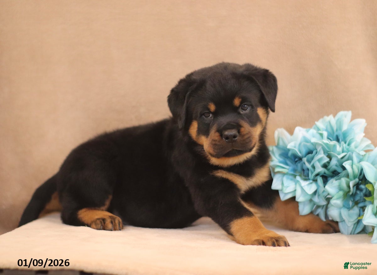 Rottweiler dogs Tonka - Ad 29