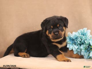 Rottweiler dogs Tonka - Ad 27