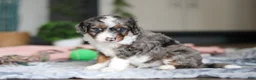 Mini Bernedoodle dogs for sale: Dylan - Ad 7