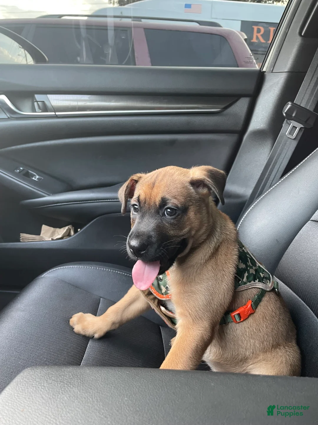 Gallery Image {{count}}