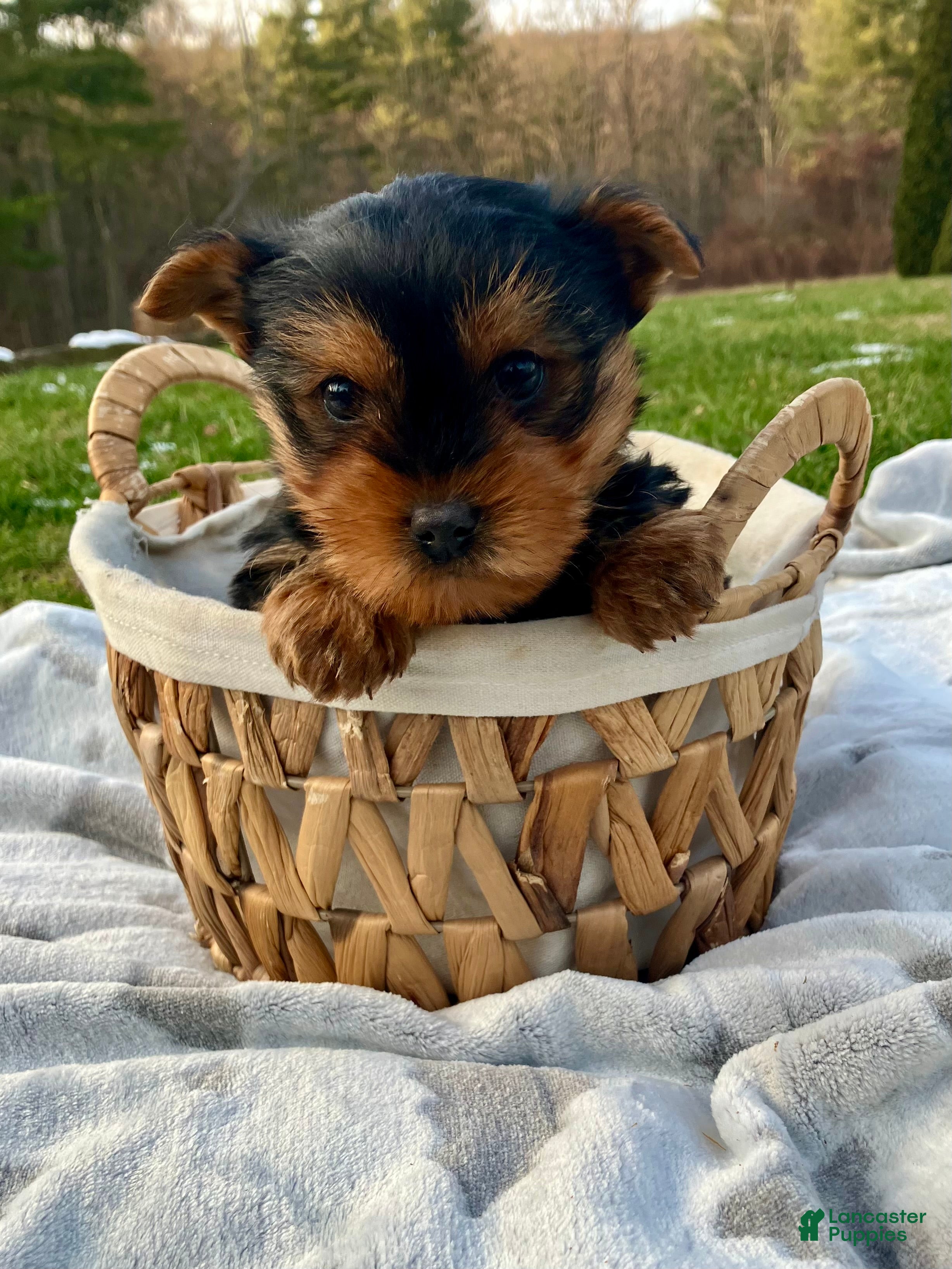 Yorkshire Terrier dogs Peanut - Ad 18