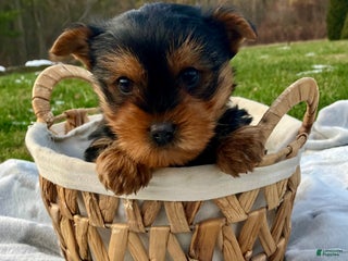 Yorkshire Terrier dogs Peanut - Ad 1