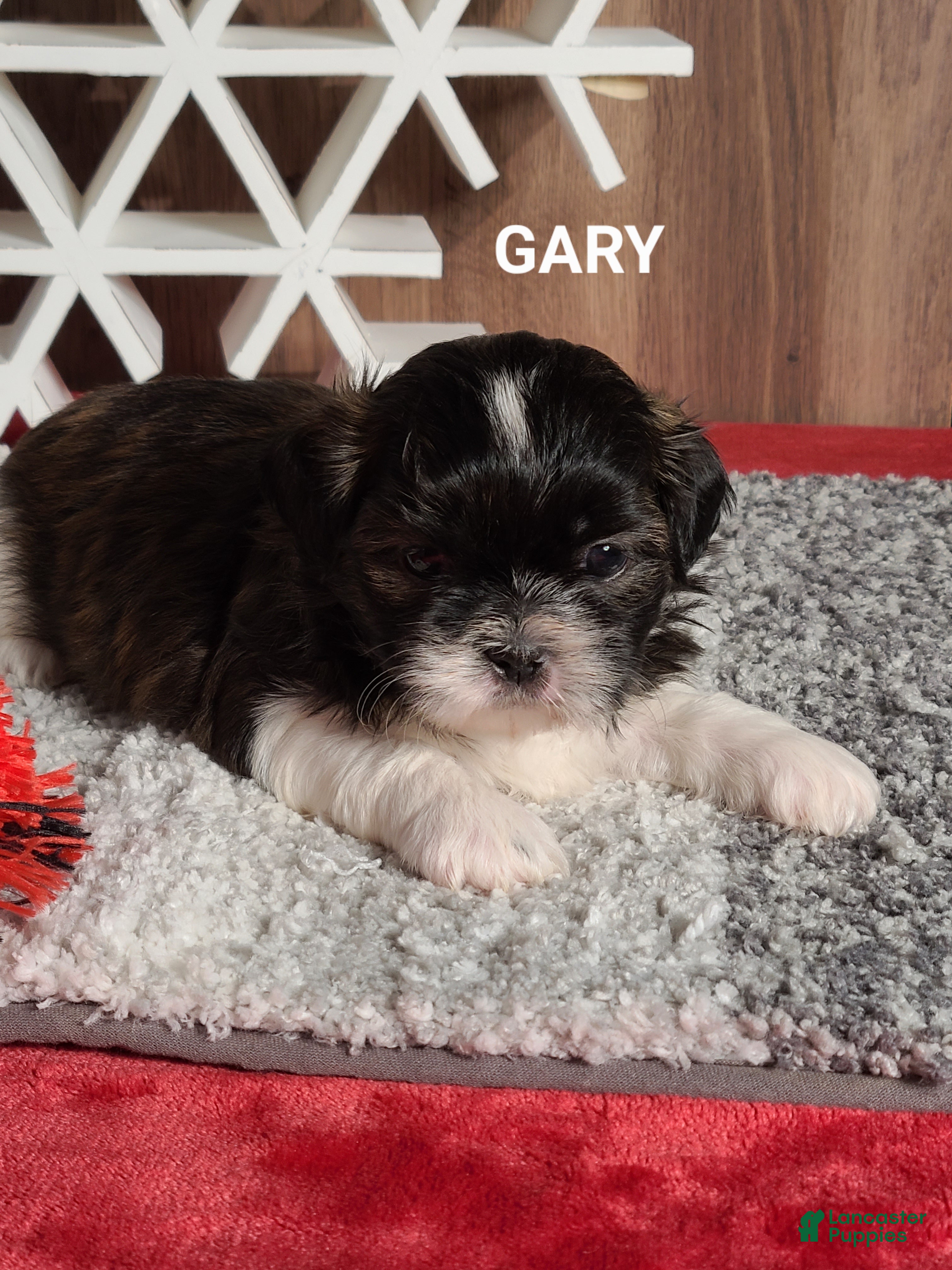 Shih Tzu dogs Shih Tzu litter of 2 puppies - Ad 4