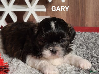 Shih Tzu dogs Shih Tzu litter of 2 puppies - Ad 4