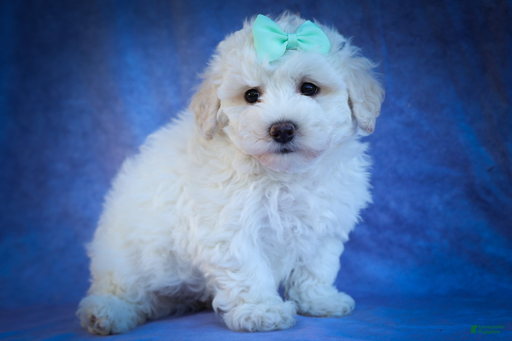 Maltese dogs Dixie💕   - Ad 1