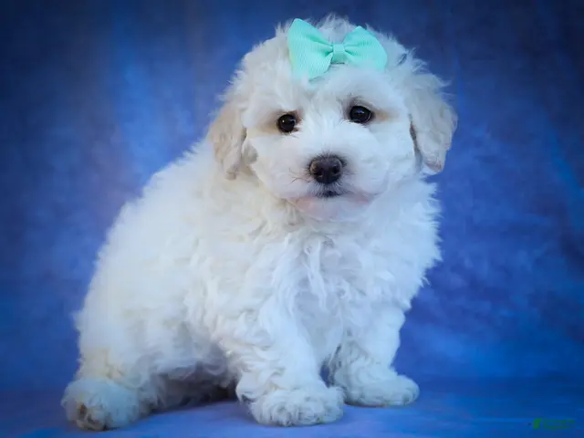 Maltese dogs for sale: Dixie💕 - Ad 1
