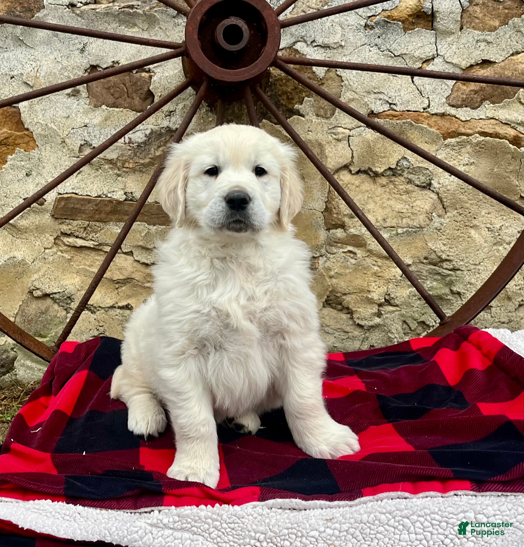 Golden Retriever dogs for sale: Topaz🐾❤️AKC Hip Cert 🐾Text or Call 717-837-3587 - Ad 3