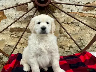 Golden Retriever dogs for sale: Topaz🐾❤️AKC Hip Cert 🐾Text or Call 717-837-3587 - Ad 3