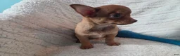 Chihuahua dogs for sale: Tim - Ad 1