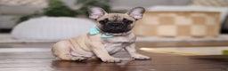 French Bulldog dogs for sale: Spencer - Ad 2