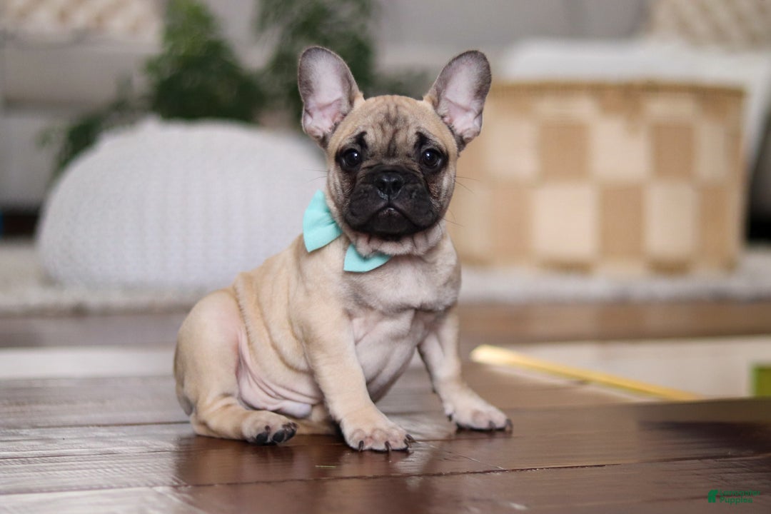 French Bulldog dogs for sale: Spencer - Ad 2