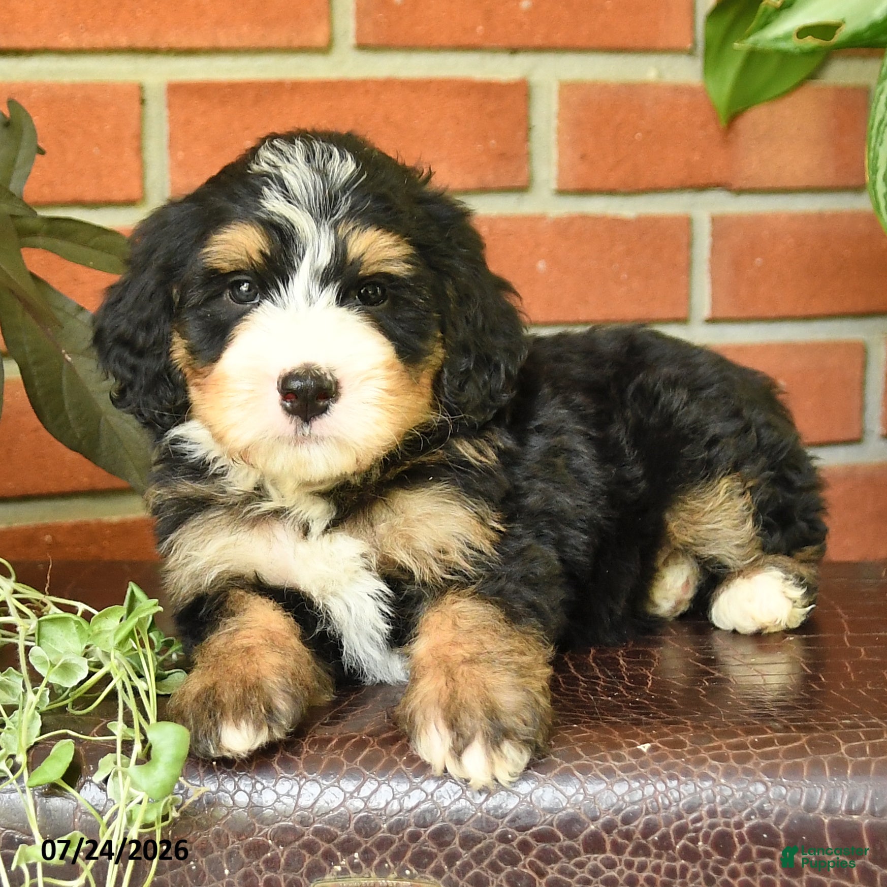 Bernedoodle dogs Jarlin - Ad 2