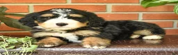 Bernedoodle dogs for sale: Jarlin - Ad 2